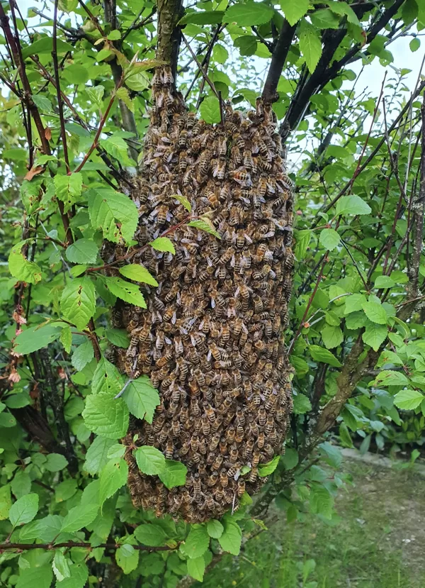 Ein Bienenschwarm.
