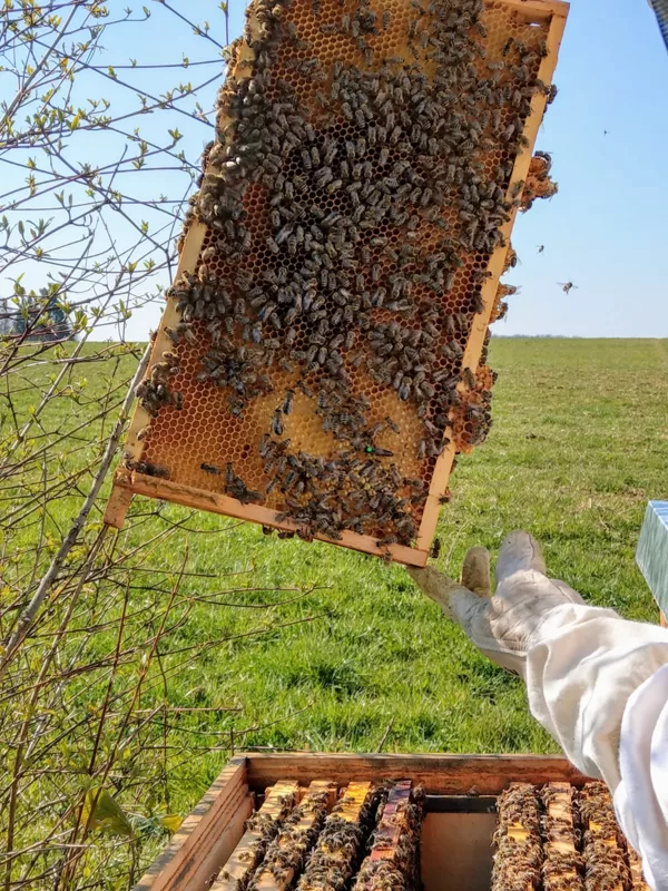 Wer findet die Bienenkönigin mit grünem Punkt?